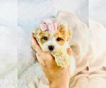 Small #2 ShihPoo