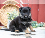 Small Photo #23 German Shepherd Dog Puppy For Sale in PARKESBURG, PA, USA