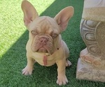 Small Photo #4 French Bulldog Puppy For Sale in LAS VEGAS, NV, USA