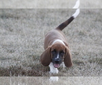 Puppy JACK Basset Hound