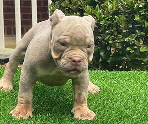 American Bully Puppy for Sale in JACKSON, Georgia USA