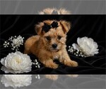 Small #2 Yorkshire Terrier