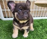 Small #12 French Bulldog