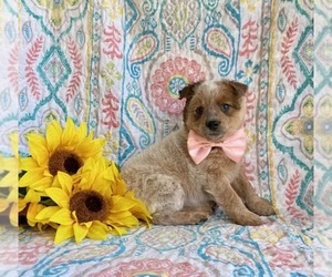 Australian Cattle Dog-Unknown Mix Puppy for sale in LANCASTER, PA, USA