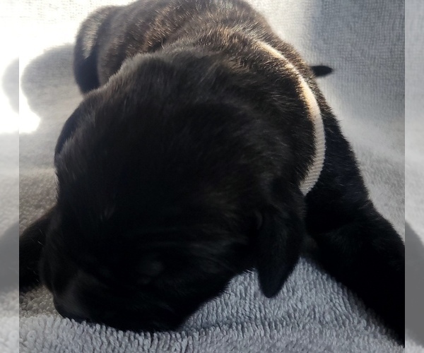 Medium Photo #7 Daniff-Neapolitan Mastiff Mix Puppy For Sale in MONTEVIEW, ID, USA