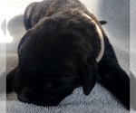 Small Photo #7 Daniff-Neapolitan Mastiff Mix Puppy For Sale in MONTEVIEW, ID, USA