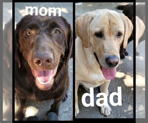 Labrador Retriever Dogs for adoption in TACOMA, WA, USA