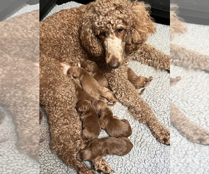Goldendoodle Puppy for Sale in PLACERVILLE, California USA