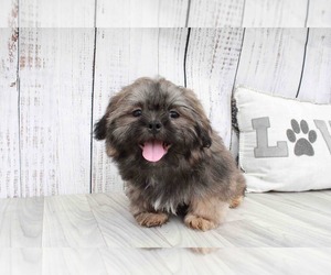Shih Tzu Puppy for sale in MARIETTA, GA, USA