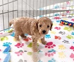 Small #9 Cavapoo mix (+ Poodle Miniature)