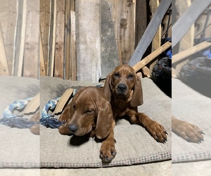 Redbone Coonhound Puppy for sale in NEW ALBANY, IN, USA