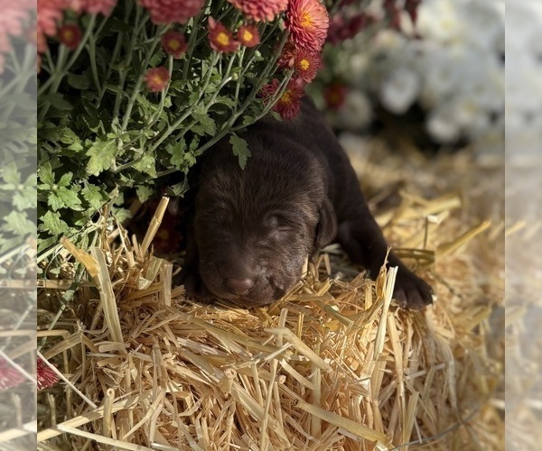 Medium Photo #19 Labrador Retriever Puppy For Sale in LEASBURG, MO, USA