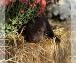 Small #18 Labrador Retriever
