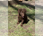 Small Photo #1 Labrador Retriever Puppy For Sale in MOUNT VERNON, MO, USA
