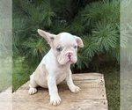 Small #2 French Bulldog