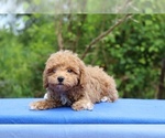 Small #9 Poodle (Toy)