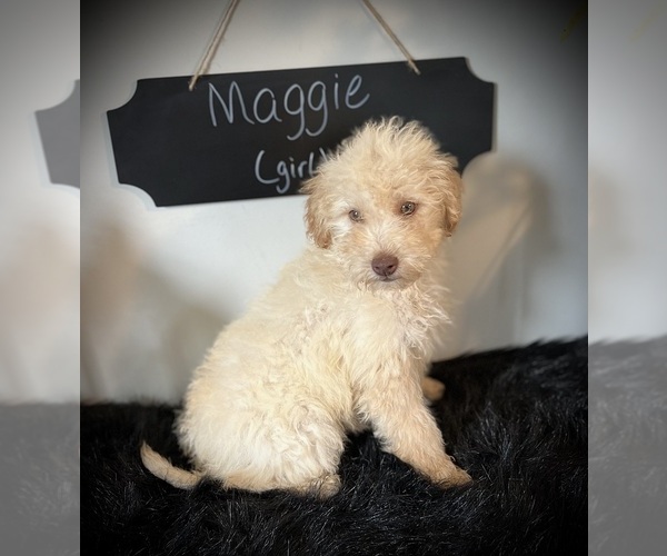 Medium Photo #3 Goldendoodle (Miniature) Puppy For Sale in NORTH VERNON, IN, USA
