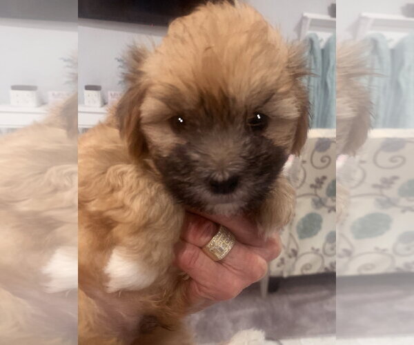 Medium Photo #2 Mal-Shi Puppy For Sale in Santa Clarita, CA, USA