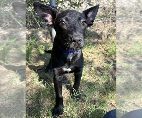 Medium Photo #5 Mutt Puppy For Sale in Canton, CT, USA