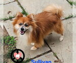 Small Photo #2 Pomeranian Puppy For Sale in Lebanon, PA, USA