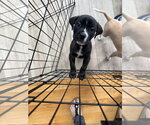 Small #3 American Staffordshire Terrier Mix