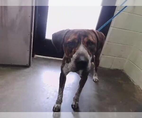 Medium Photo #1 English Foxhound-Unknown Mix Puppy For Sale in Tulsa, OK, USA