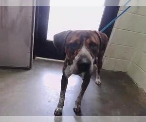 English Foxhound-Unknown Mix Dogs for adoption in Tulsa, OK, USA