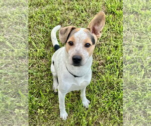 Mutt Dogs for adoption in Rockaway, NJ, USA