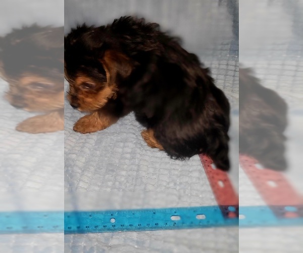 Medium Photo #261 Yorkshire Terrier Puppy For Sale in AKRON, OH, USA