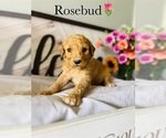 Small Photo #4 Poodle (Standard) Puppy For Sale in MURFREESBORO, TN, USA