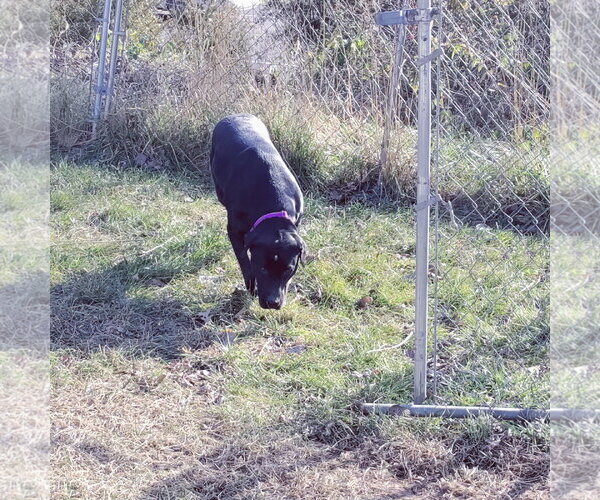 Medium Photo #10 Labrador Retriever-Unknown Mix Puppy For Sale in Stover, MO, USA
