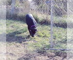 Small #9 Labrador Retriever Mix