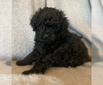 Small Photo #1 Labradoodle Puppy For Sale in CISCO, TX, USA