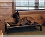 Small Photo #3 Belgian Malinois Puppy For Sale in BATESVILLE, IN, USA