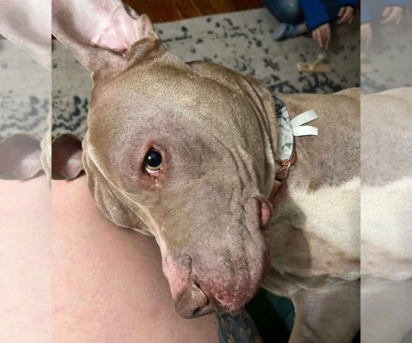 Medium Photo #9 American Pit Bull Terrier-Unknown Mix Puppy For Sale in Germantown, OH, USA