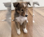 Small #9 Shetland Sheepdog