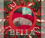 Small Photo #26 French Bulldog Puppy For Sale in MCKINLEYVILLE, CA, USA