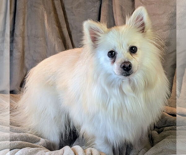 Medium Photo #2 Pomeranian Puppy For Sale in Bon Carbo, CO, USA