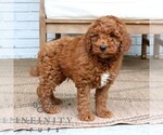 Small #3 Goldendoodle (Miniature)