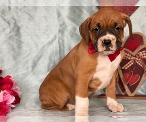 Boxer Puppy for sale in LANCASTER, PA, USA