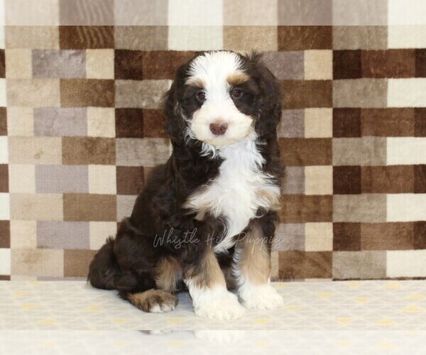 Medium Photo #1 Bernedoodle (Miniature) Puppy For Sale in DENVER, PA, USA