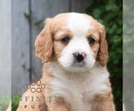 Small Bernese Mountain Dog-Cavalier King Charles Spaniel Mix