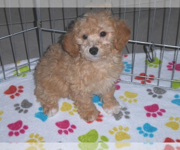 Medium Photo #9 Poochon Puppy For Sale in ORO VALLEY, AZ, USA