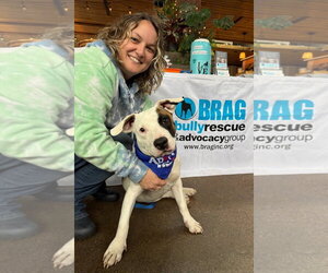 American Pit Bull Terrier-American Staffordshire Terrier Mix Dogs for adoption in Chester, VA, USA