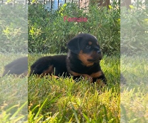 Rottweiler Puppy for Sale in ELDERWOOD, California USA