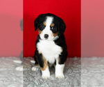 Small Photo #3 Bernese Mountain Dog Puppy For Sale in MILLERSBURG, IN, USA