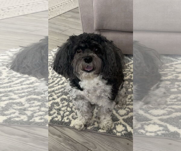 Medium Photo #1 Cavalier King Charles Spaniel Puppy For Sale in Rootstown, OH, USA