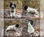 Small #4 German Shorthaired Pointer
