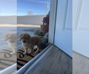 Cavapoo Puppy for sale in IRVINE, CA, USA