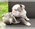 Small #4 English Bulldog